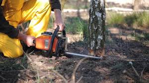 How Our Tree Care Process Works  in  Lilburn, GA